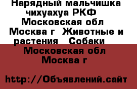 Нарядный мальчишка чихуахуа РКФ  - Московская обл., Москва г. Животные и растения » Собаки   . Московская обл.,Москва г.